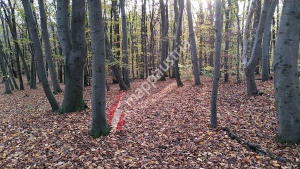 Ottakringer Wald