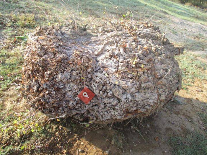 Pappel Maser Drechsel Holz