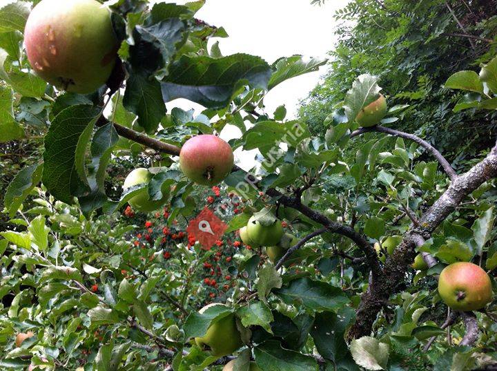 Permaland-Vorwärts zur Natur