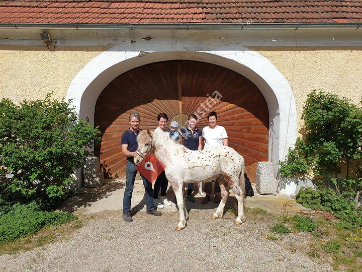 Pferdenotdienst Mühlviertel & Donauland