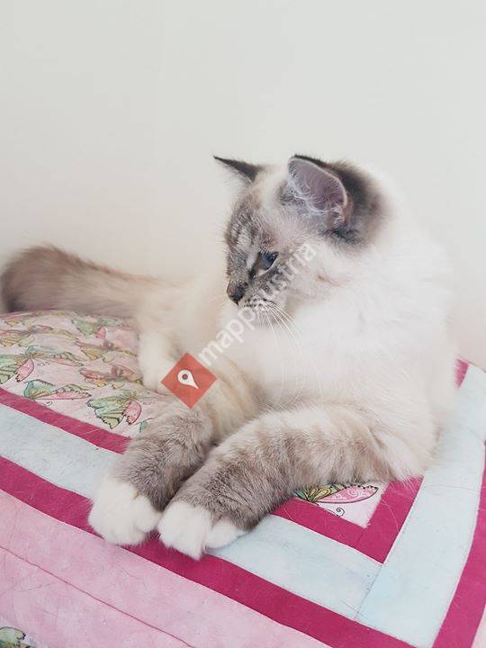 Pillow Pastry