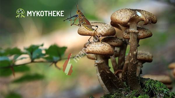 Pilzkompetenzzentrum