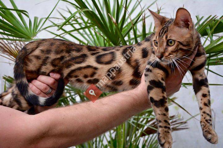 Rehbis  BengalenSerengetiSavannahCattery
