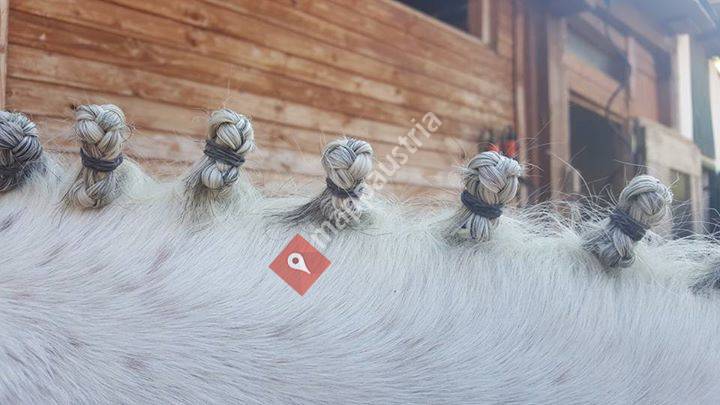 Reitstall·Gestüt-K Grafendorf