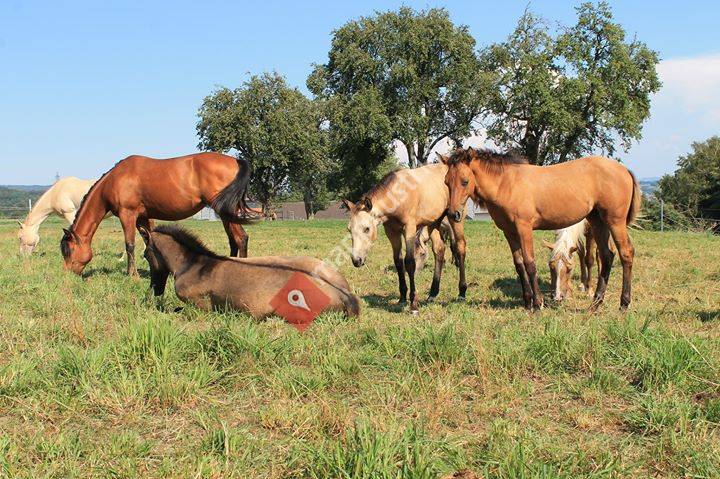 Rust en Vrede Ranch