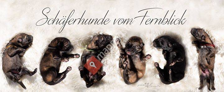 Schäferhunde vom Fernblick