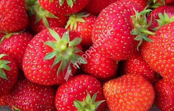 Schorn Erdbeeren Feld Ebergassing