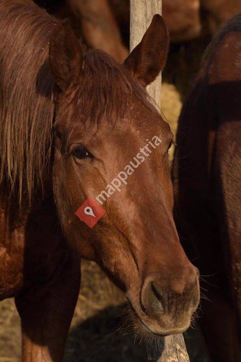 Sportpferdezucht Leser