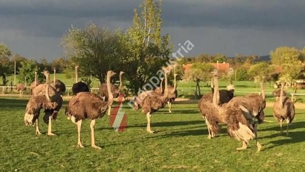 Straußenland (Besichtigung ) im Kamptal