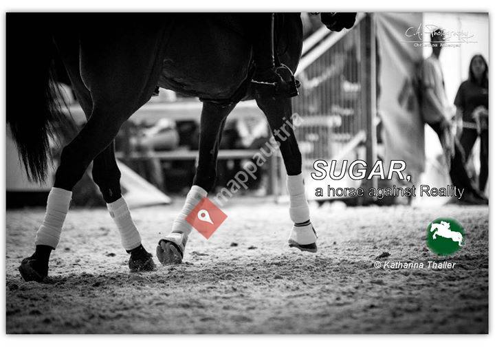 Sugar, a horse against reality