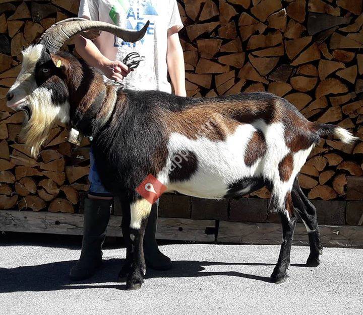 Tauernschecken-Jurschitsch