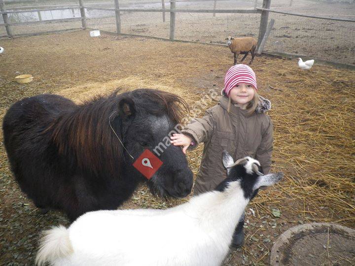 Tiergestützte Pädagogik und Therapie, soziale Arbeit am Bauernhof