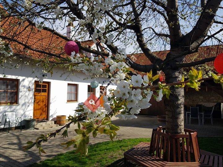 Weinbau Böcskei