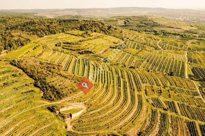 Weingut Allram