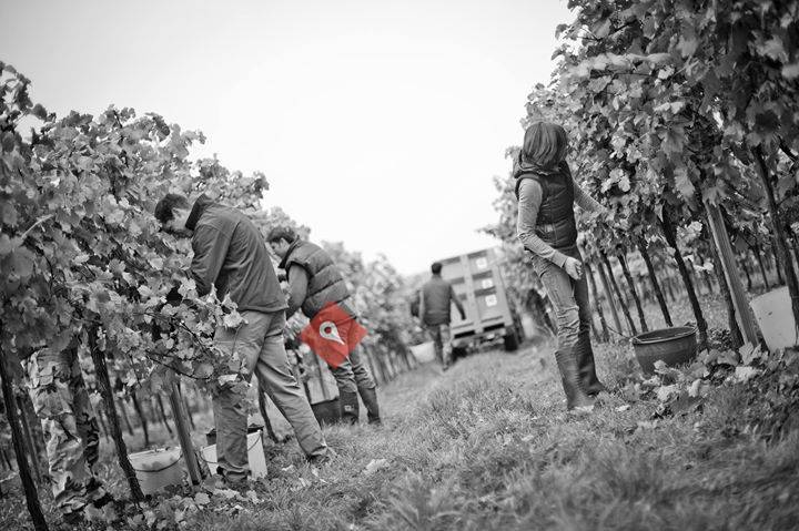 Weingut Gruber Röschitz