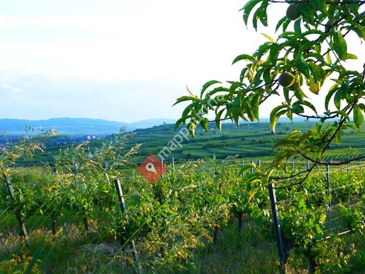 Weingut Josef Leithner