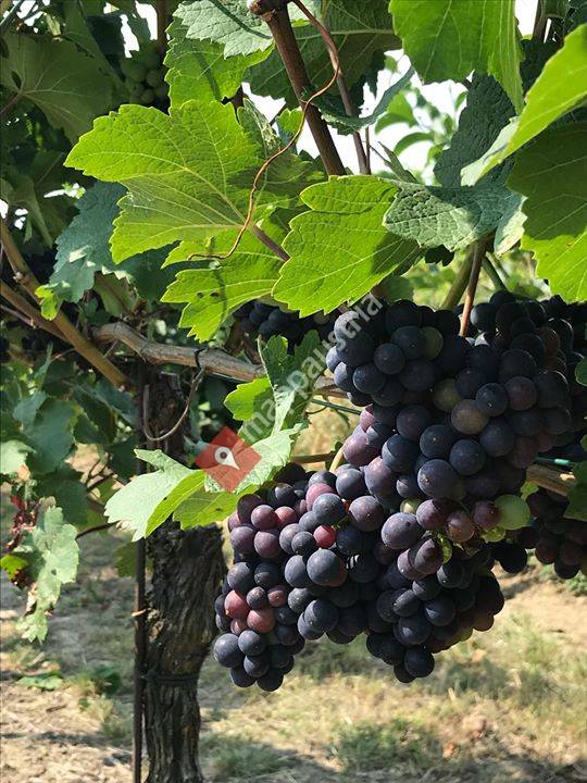 Weingut und Heuriger Dersch