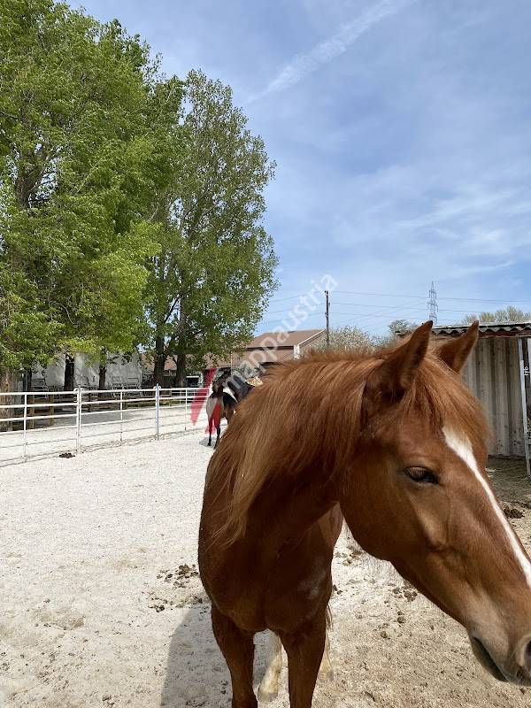 Westernreitcenter Wien