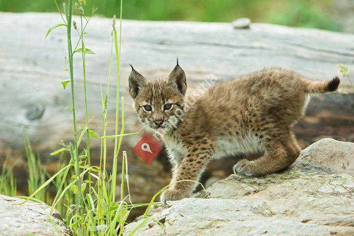 Wildpark Assling