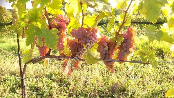 WIMMER-CZERNY, FamilienWeingut