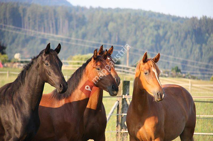 Zuchthof Flecher